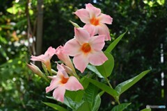夏活き活き