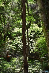 森を抜けたら