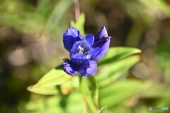 麗しく
