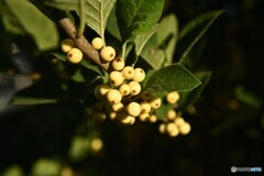 照る白玉