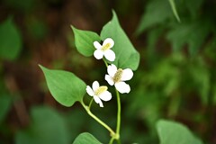 森の中で涼し気に