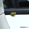 一緒に乗せてって
