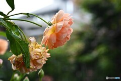 耀き続けるために