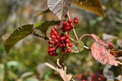 紅粒輝いて