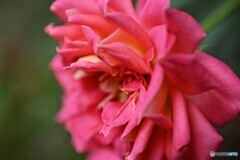 常に華やかに