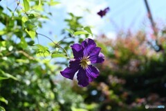 大好き夏風