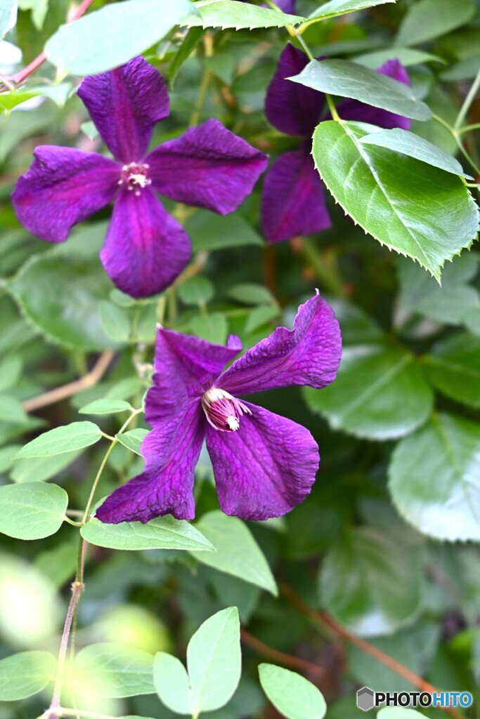 今日の暑さに備えて