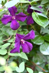 今日の暑さに備えて 今日の暑さに備えて