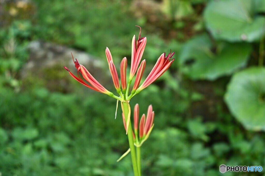 花開く時
