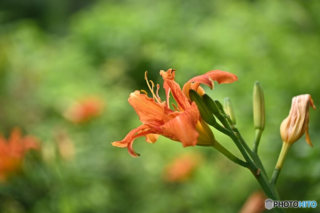 旬の花姿