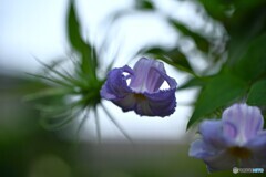 遅い目覚め 遅い目覚め