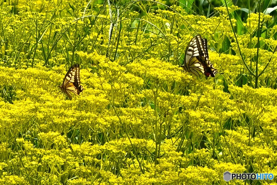 秋花と戯れて