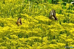 秋花と戯れて
