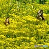 秋花と戯れて
