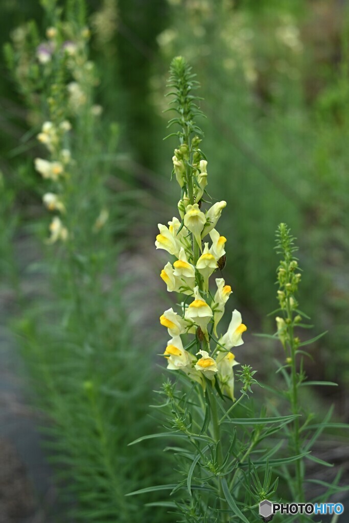 暑さに負けない