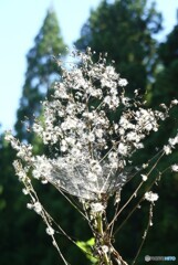 山野の花束