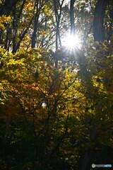 陽射る紅の葉
