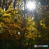 陽射る紅の葉