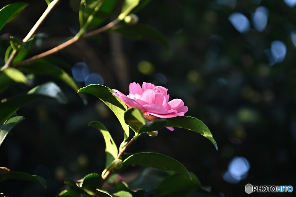 初咲き
