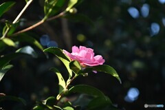 初咲き