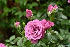 梅雨時の貴婦人