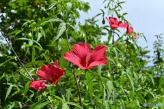 夏晴れﾙﾝﾙﾝ