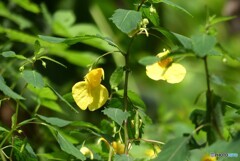 旬花