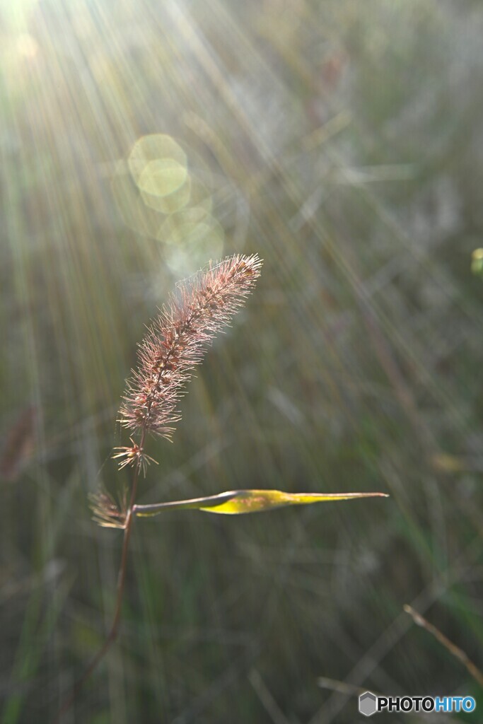 朝射