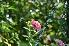 夏風