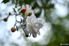 秋風と戯れて