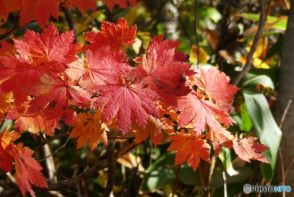 紅の魅力