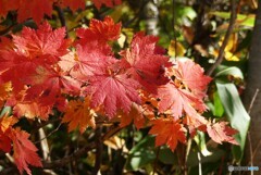 紅の魅力
