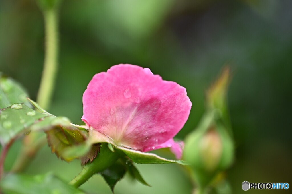 花開く時