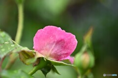 花開く時