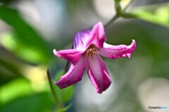 覗いたベル 覗いたベル