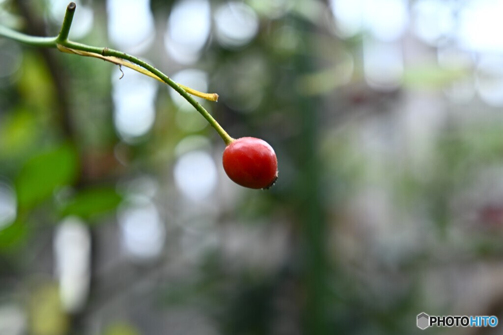 花は散っても
