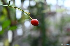 花は散っても