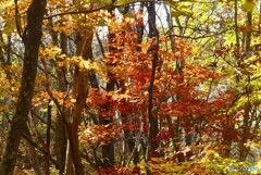 紅輝いて