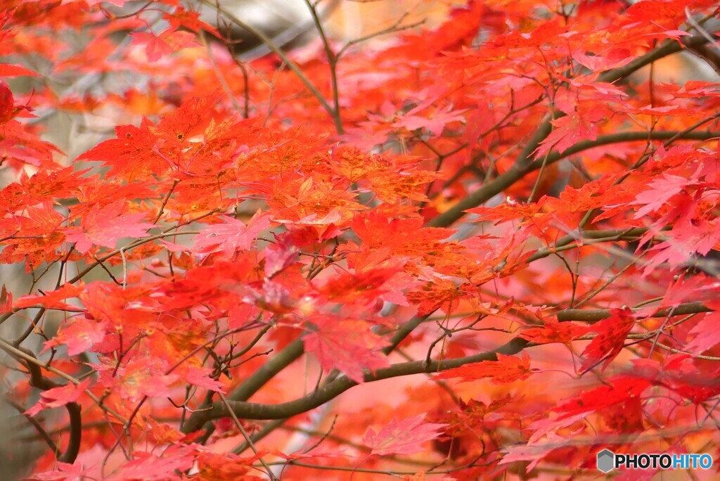 紅の魅力