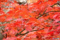 紅の魅力