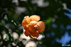 残り少ない照陽