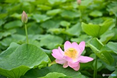 優雅な時