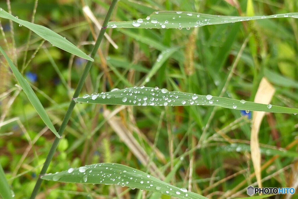 昨夜の残り雨