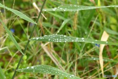 昨夜の残り雨