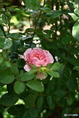 日陰花