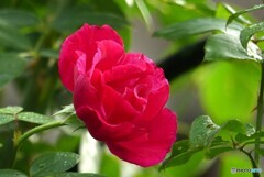 紅濃く