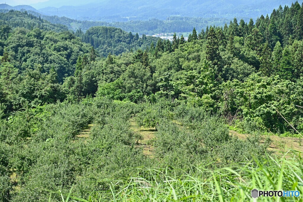 くだもの好適地