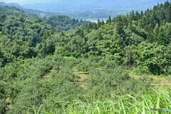 くだもの好適地