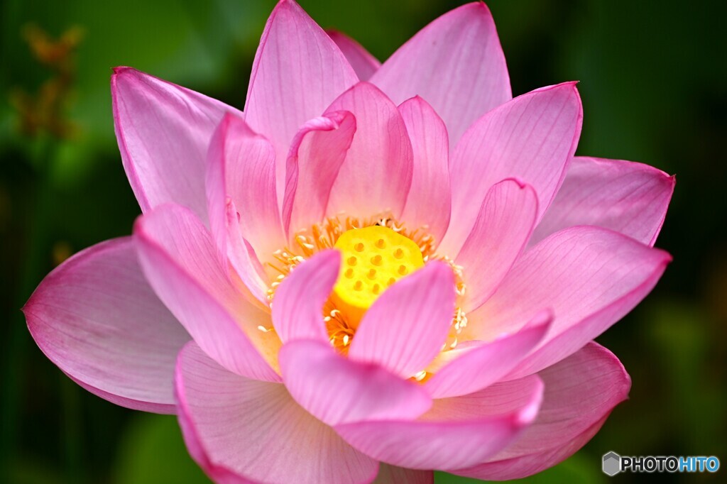 癒される花姿