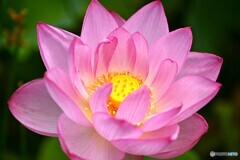 癒される花姿